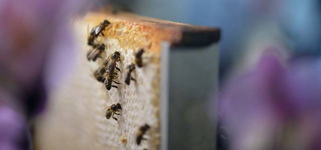 Zdjęcie: Uwaga !!! Zaraza wśród pszczół