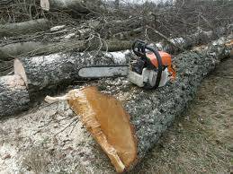 Zdjęcie: Zmiana przepisów w zakresie wycinki drzew